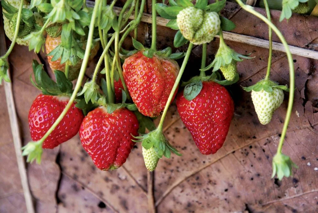 What Plant Family Are Strawberries In? What Plant Family Are Strawberries In?