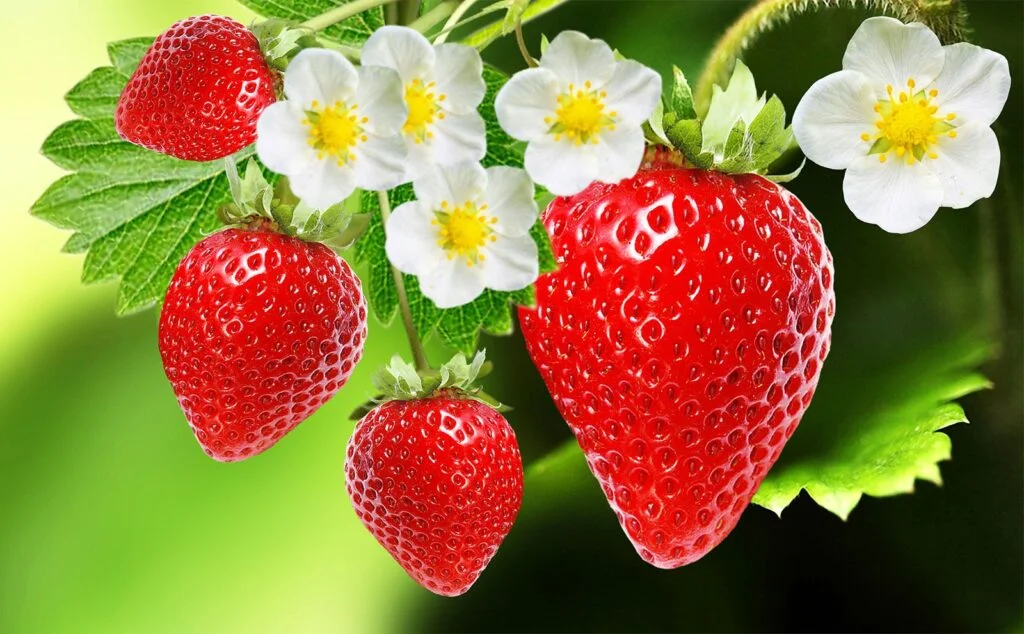 What Plant Family Are Strawberries In? What Plant Family Are Strawberries In?