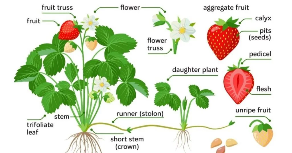 What Plant Family Are Strawberries In? What Plant Family Are Strawberries In?