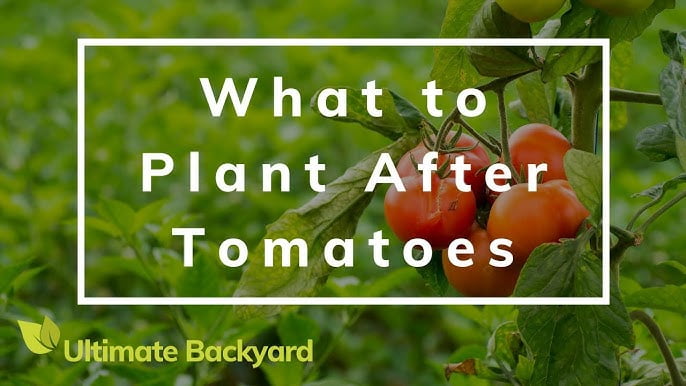 What Should I Plant After Tomatoes What Should I Plant After Tomatoes