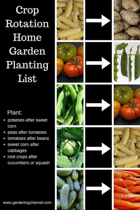 What Should I Plant After Tomatoes What Should I Plant After Tomatoes