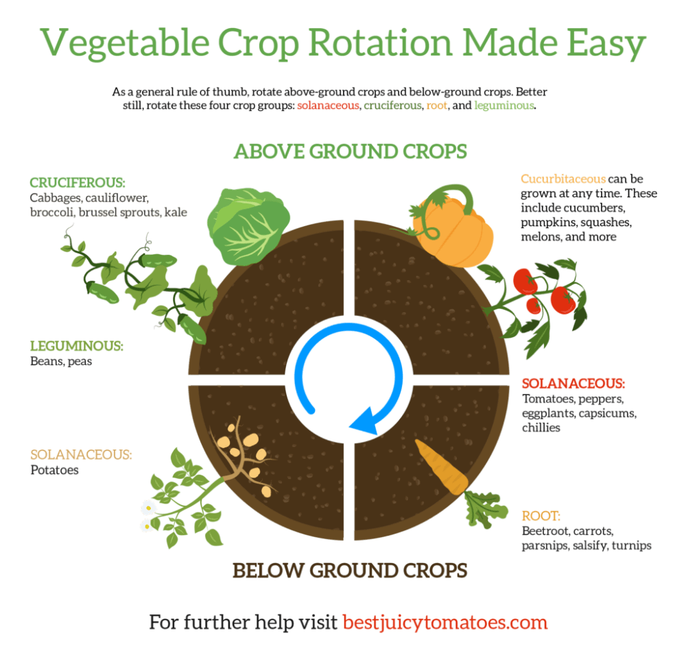 What Should I Plant After Tomatoes What Should I Plant After Tomatoes