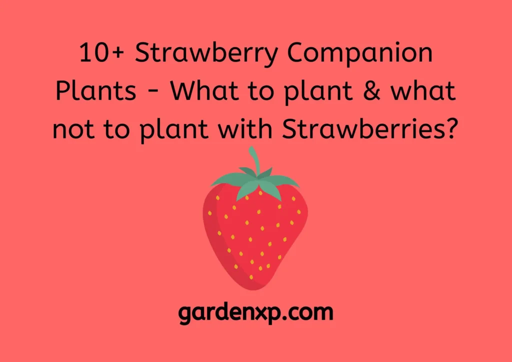 What Should You Not Plant Near Strawberries? What Should You Not Plant Near Strawberries?