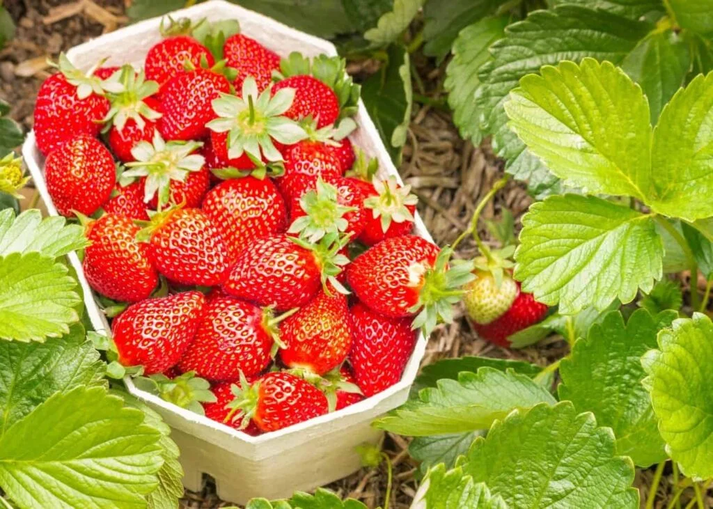 What Should You Not Plant Near Strawberries?