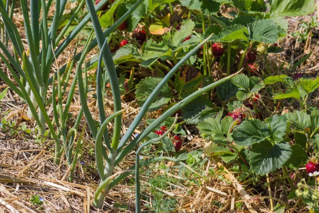 What Should You Not Plant Near Strawberries?