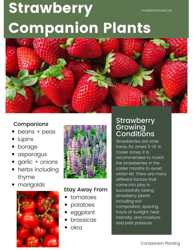 What Should You Not Plant Near Strawberries?