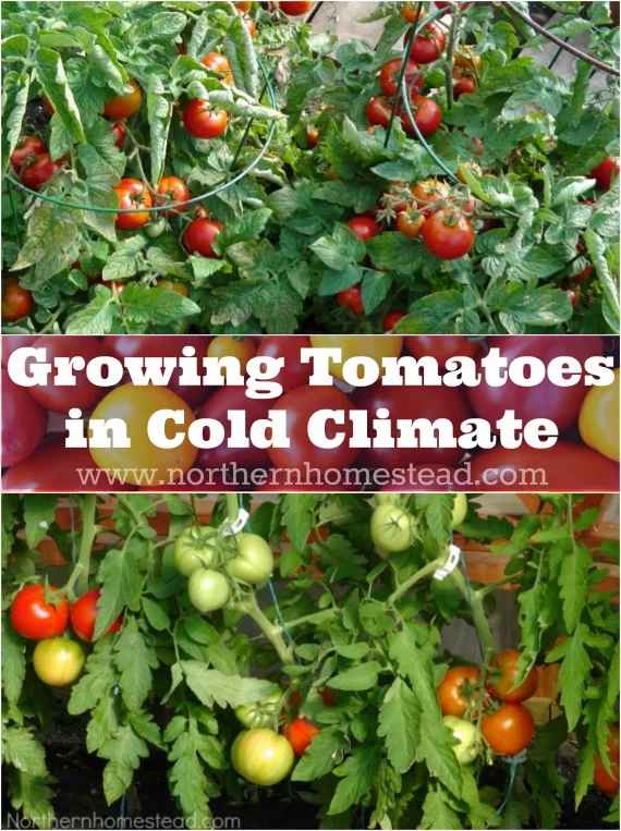 What Temperature Do Tomatoes Grow Best In?