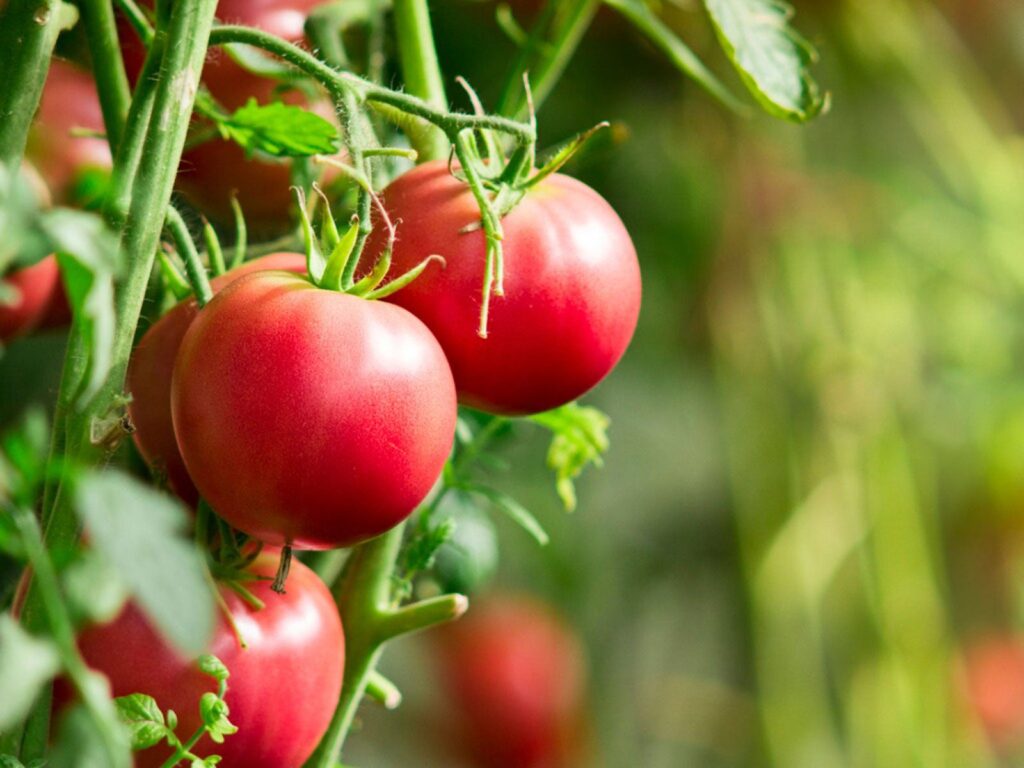 What Temperature Do Tomatoes Grow Best In? What Temperature Do Tomatoes Grow Best In?