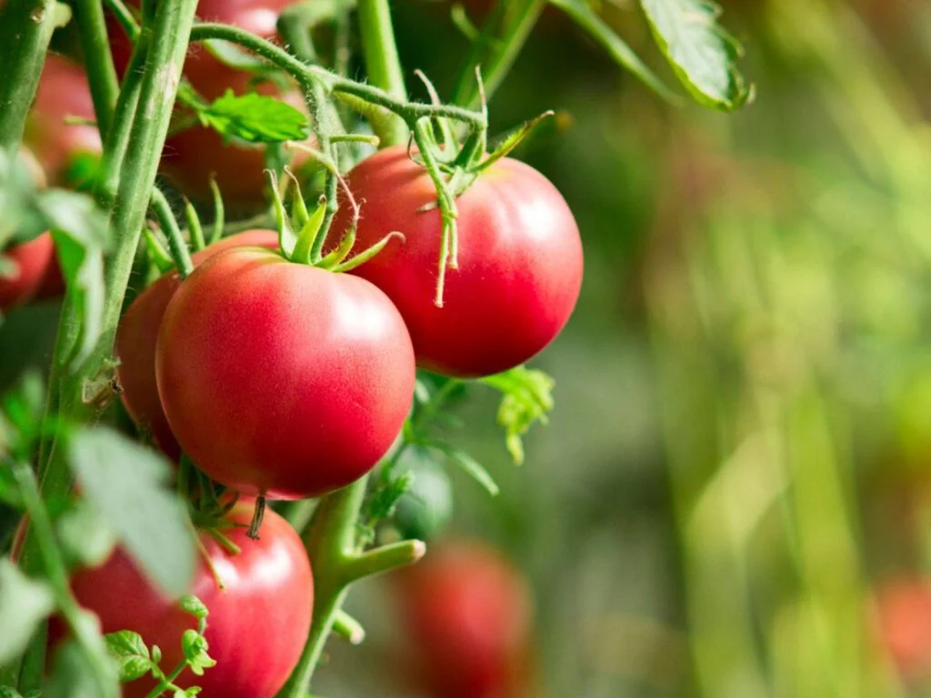 What Temperature Do Tomatoes Grow Best In?