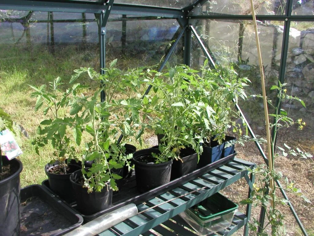 What Temperature Do Tomatoes Grow Best In?