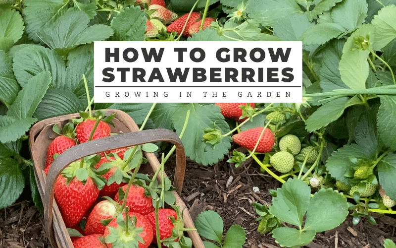 What Time Of Year Should You Plant Strawberries? What Time Of Year Should You Plant Strawberries?