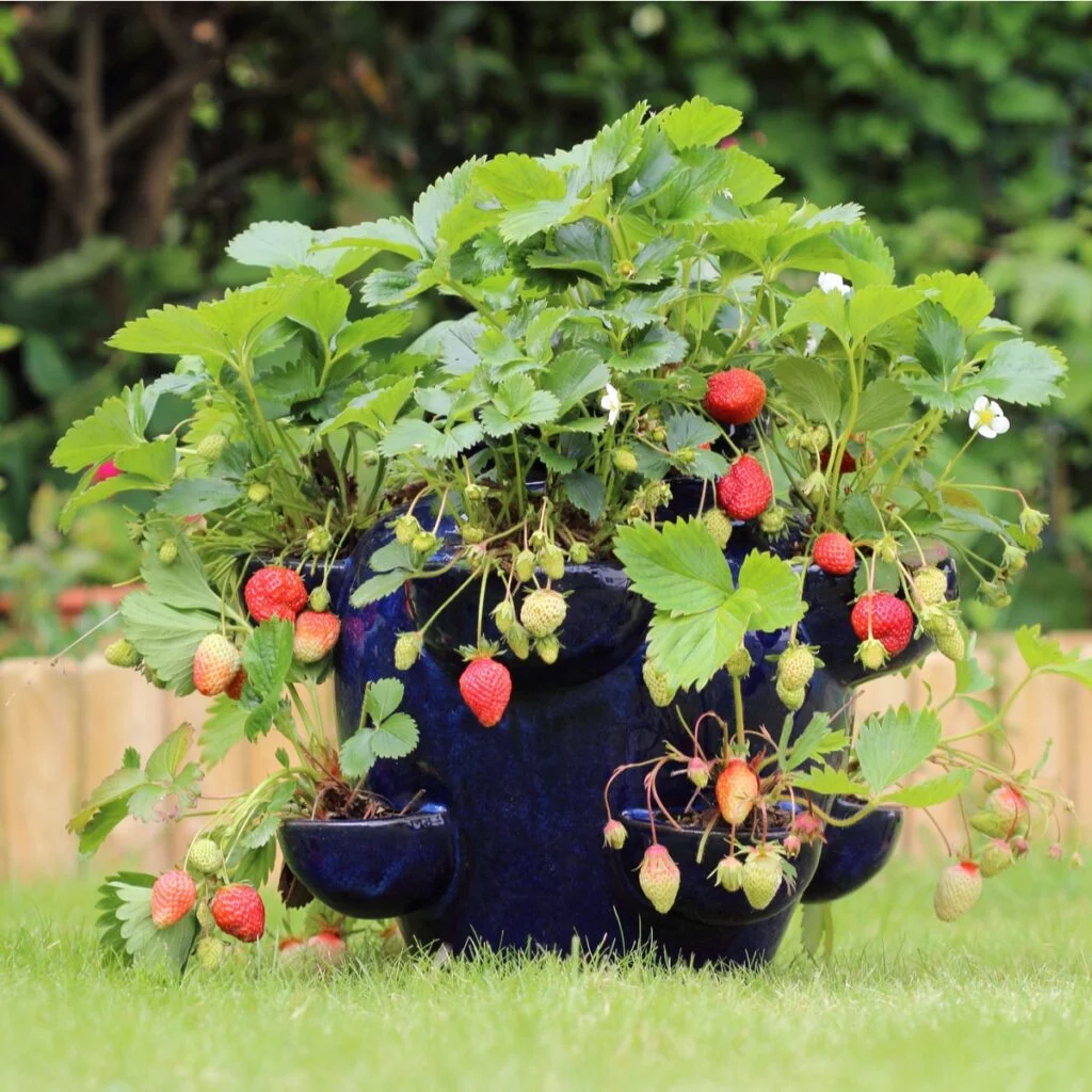 What To Plant With Strawberries In Container?