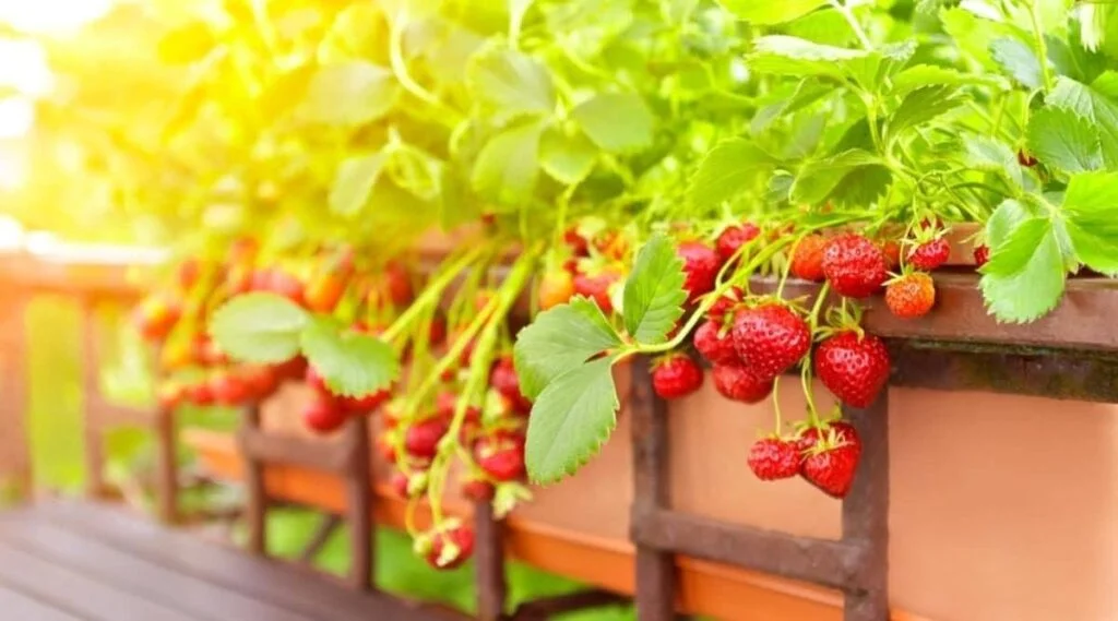 What To Plant With Strawberries In Container?