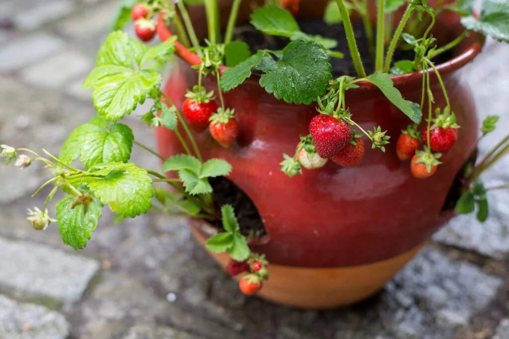What To Plant With Strawberries In Container?
