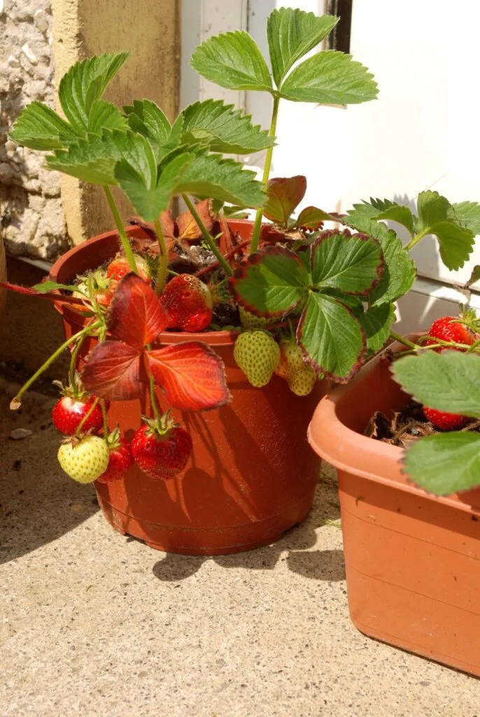 What To Plant With Strawberries In Container?