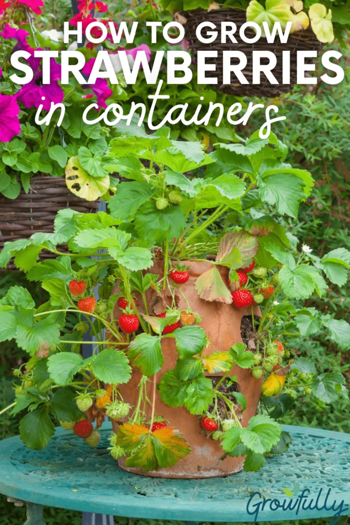 What To Plant With Strawberries In Container?