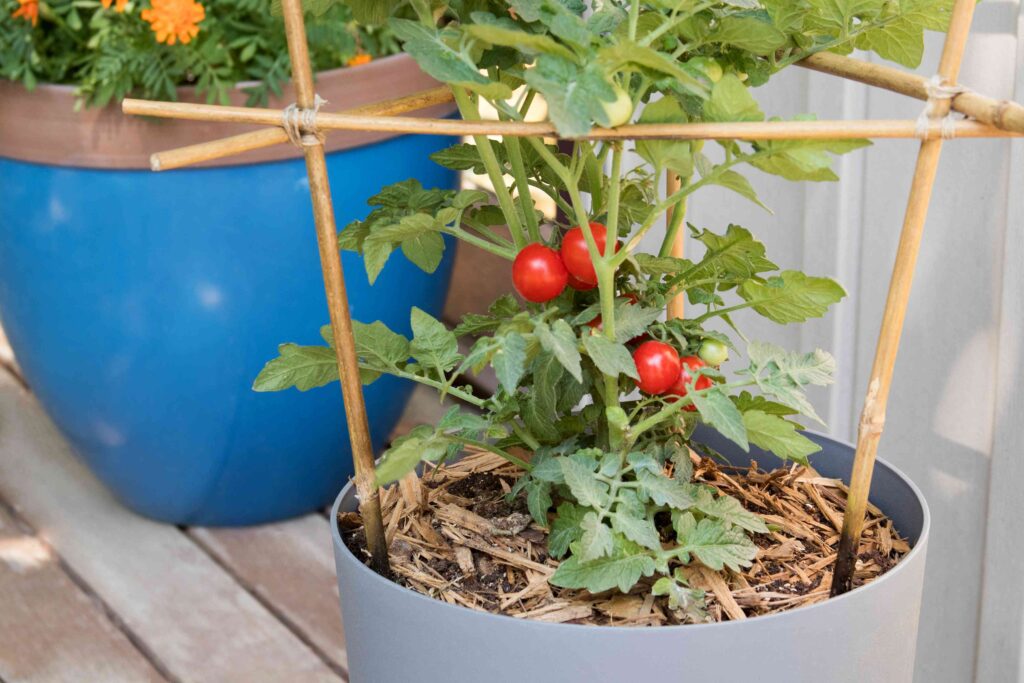 What To Plant With Tomatoes In A Container