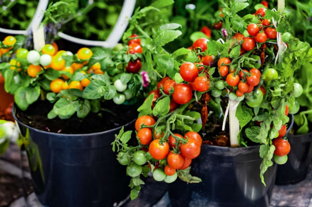 What To Plant With Tomatoes In A Container