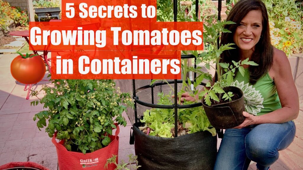 What To Plant With Tomatoes In A Container