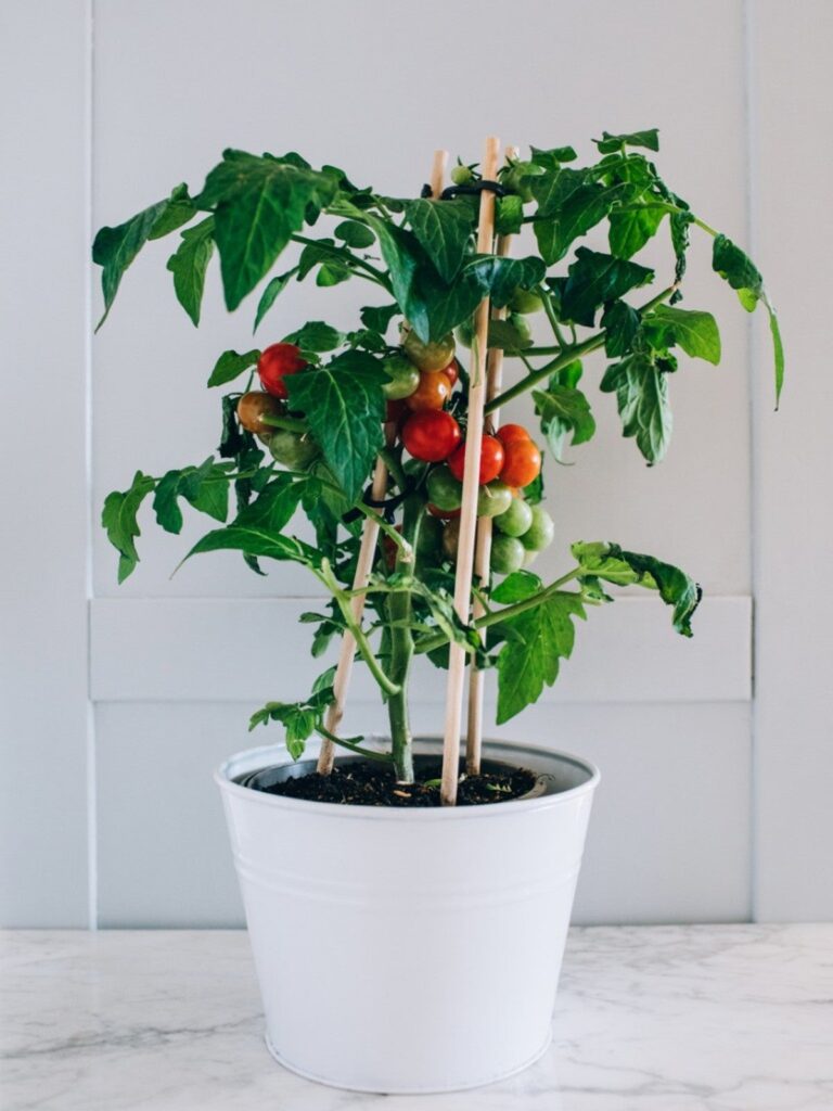 What To Plant With Tomatoes In A Container