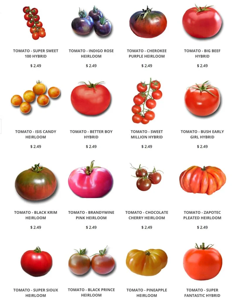 What To Plant With Tomatoes To Keep Bugs Away