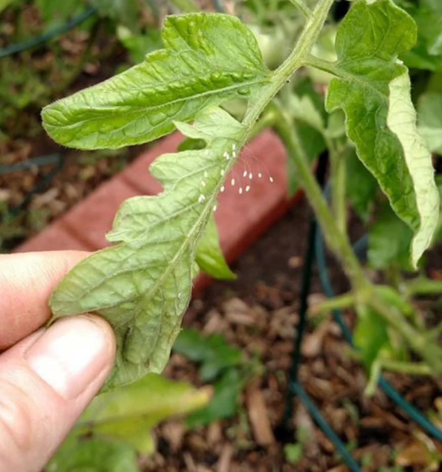 What To Plant With Tomatoes To Keep Bugs Away