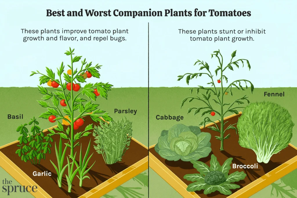 What To Plant With Tomatoes To Keep Bugs Away