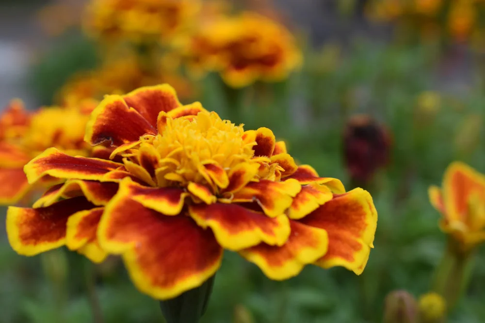 What To Plant With Tomatoes To Keep Bugs Away