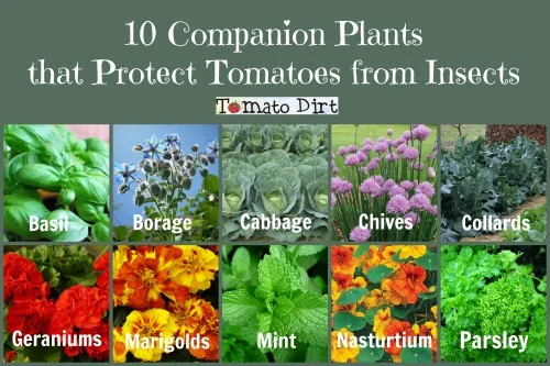 What To Plant With Tomatoes To Keep Bugs Away