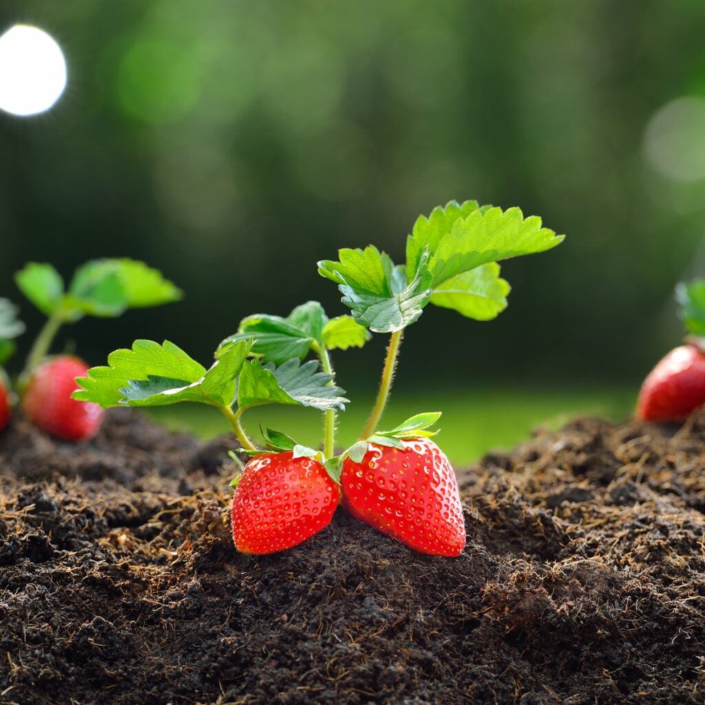 When Can I Plant Strawberries Outside? When Can I Plant Strawberries Outside?