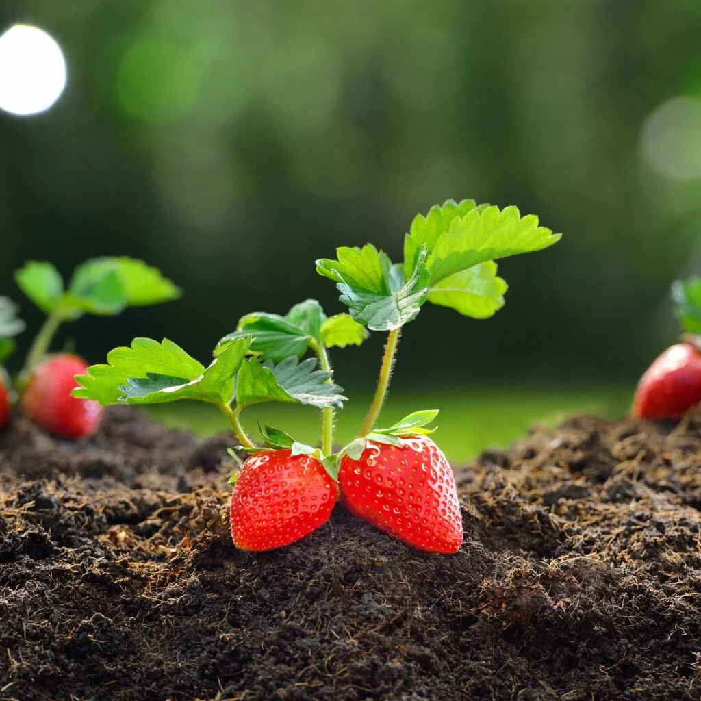 When Can I Plant Strawberries Outside?