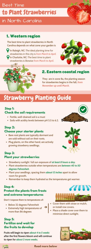 When Can I Plant Strawberries Outside?