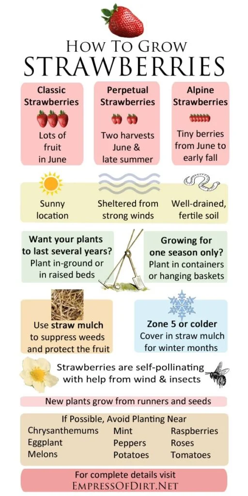 When Can I Plant Strawberries Outside?