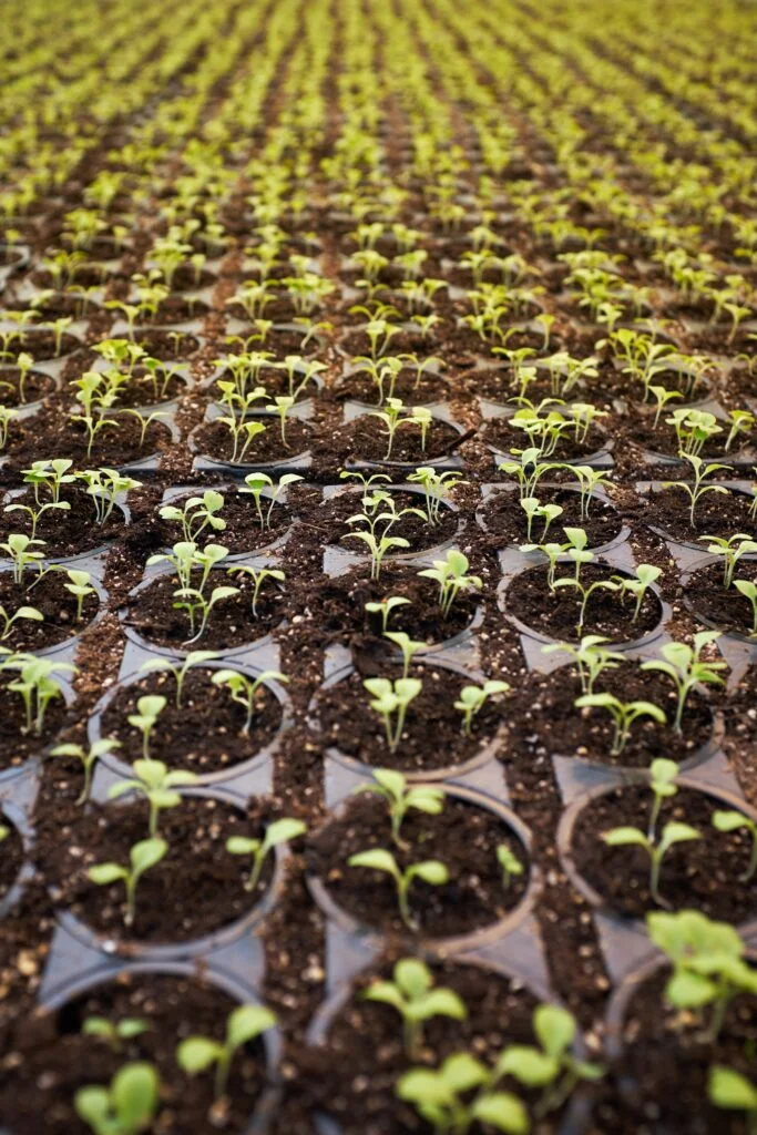 When Do Plant Strawberries?