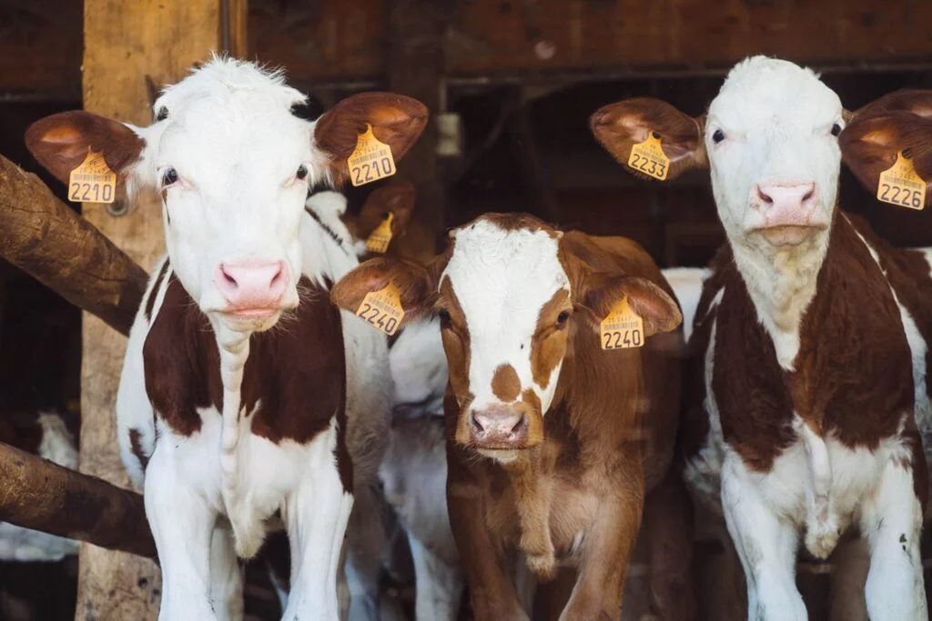 When Do Plant Strawberries?