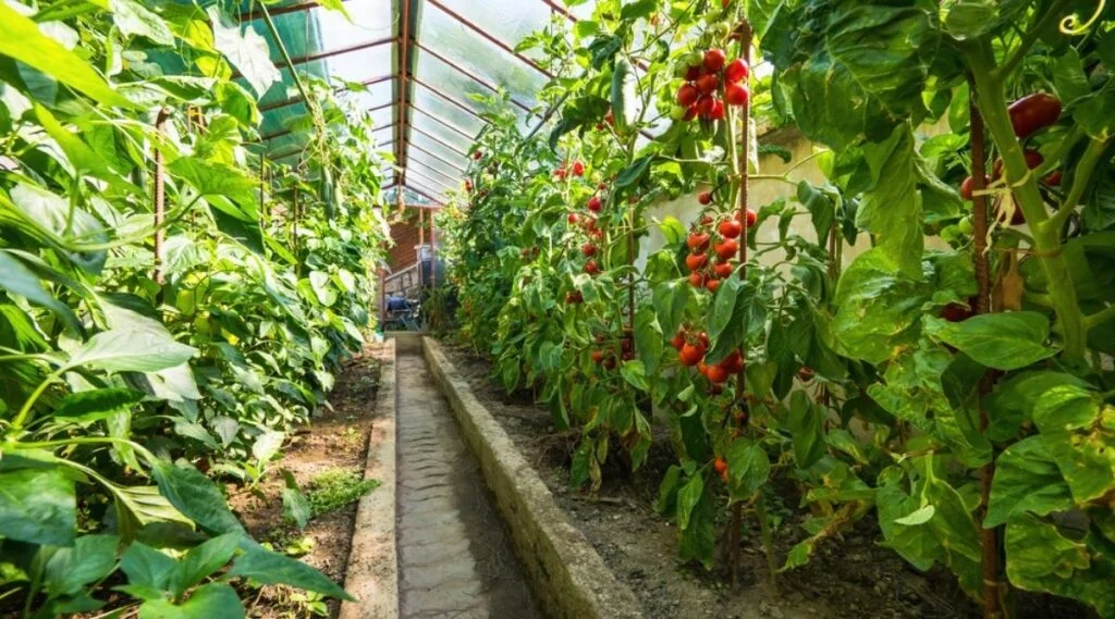 When Is The Best Time To Plant Tomatoes And Cucumbers