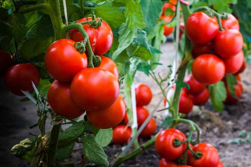 When Is The Best Time To Plant Tomatoes And Cucumbers