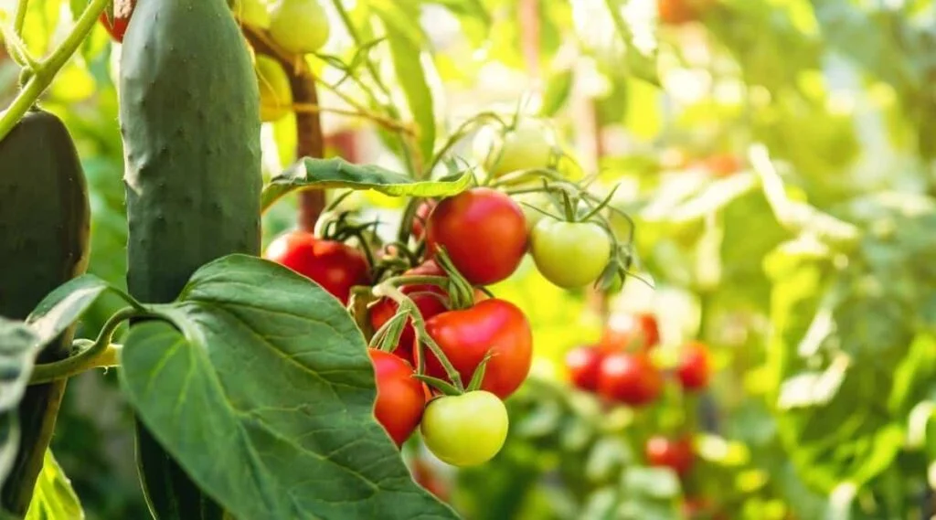 When Is The Best Time To Plant Tomatoes And Cucumbers
