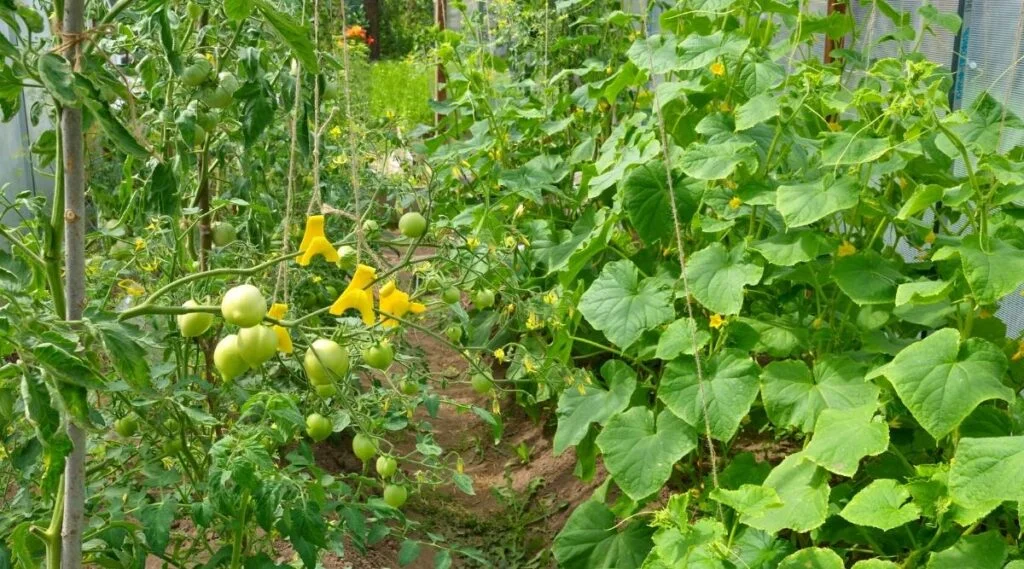 When Is The Best Time To Plant Tomatoes And Cucumbers