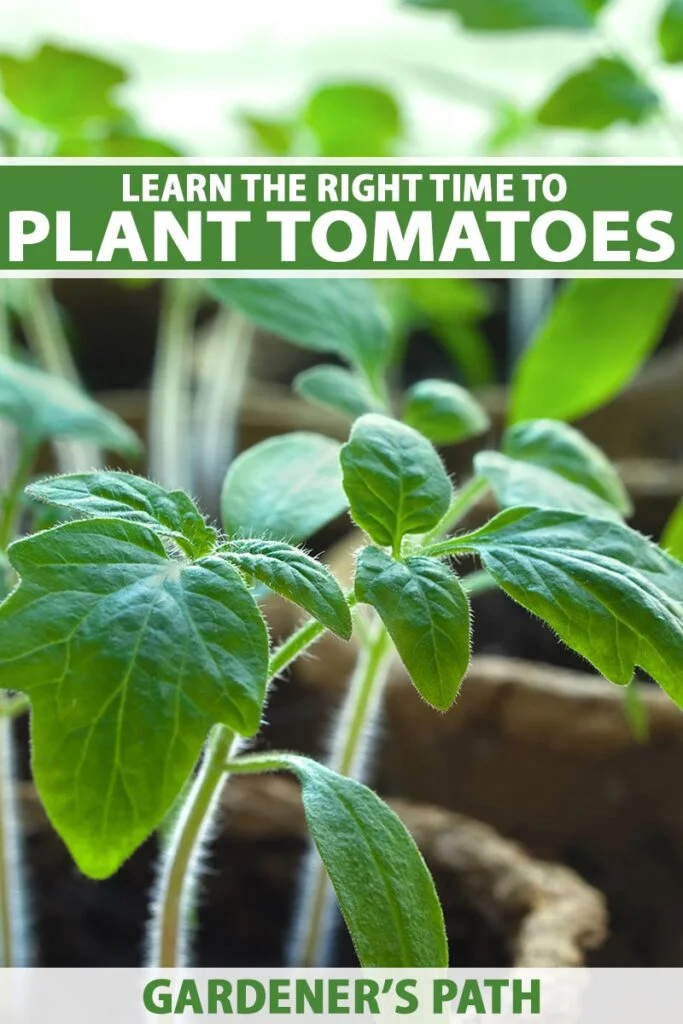 When Is The Best Time To Plant Tomatoes And Cucumbers