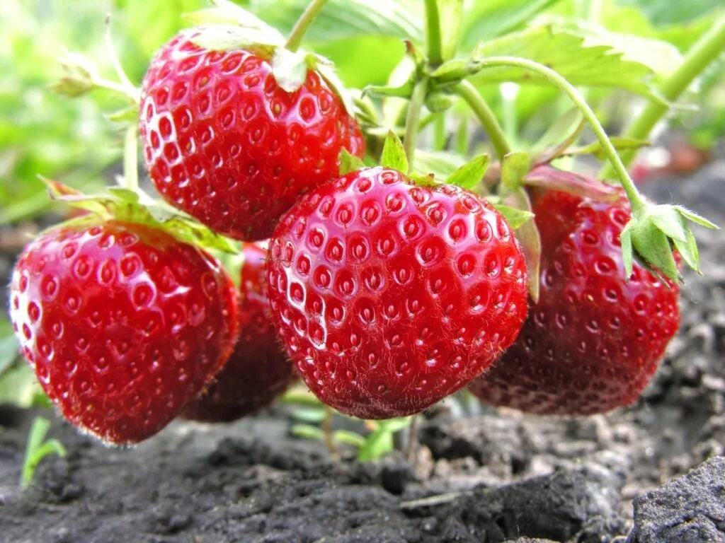 When Plant Strawberries Zone 9?