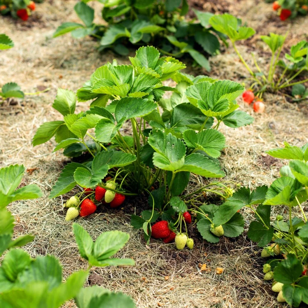 When Plant Strawberries Zone 9?