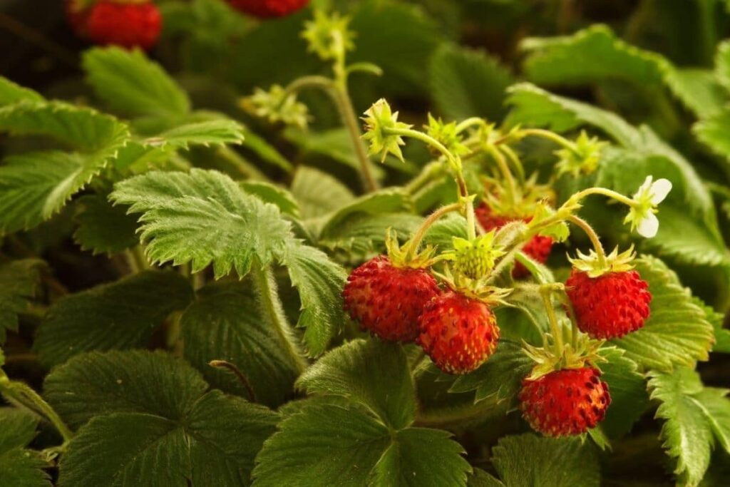 When Plant Strawberries Zone 9? When Plant Strawberries Zone 9?
