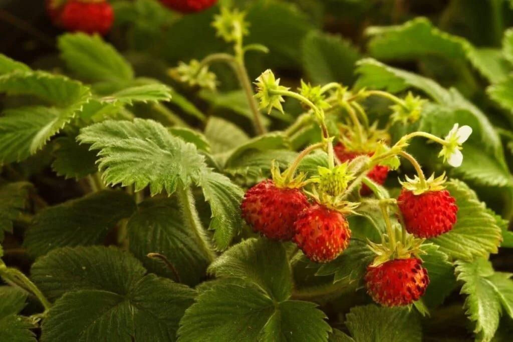 When Plant Strawberries Zone 9?