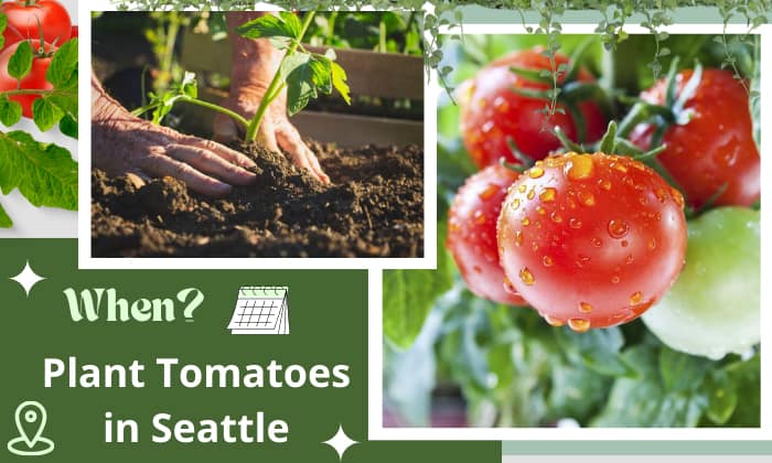 When Plant Tomatoes Seattle