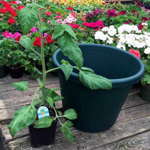 When Plant Tomatoes Seattle