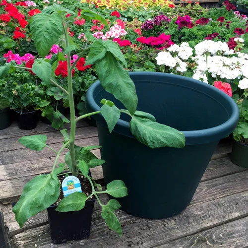 When Plant Tomatoes Seattle