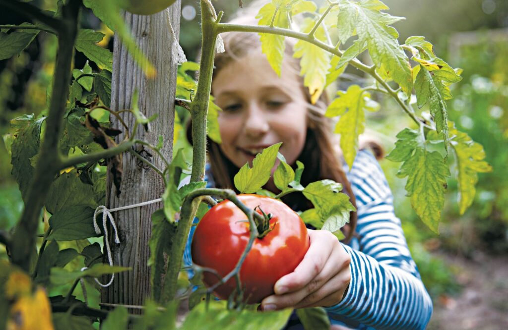 When Plant Tomatoes Seattle