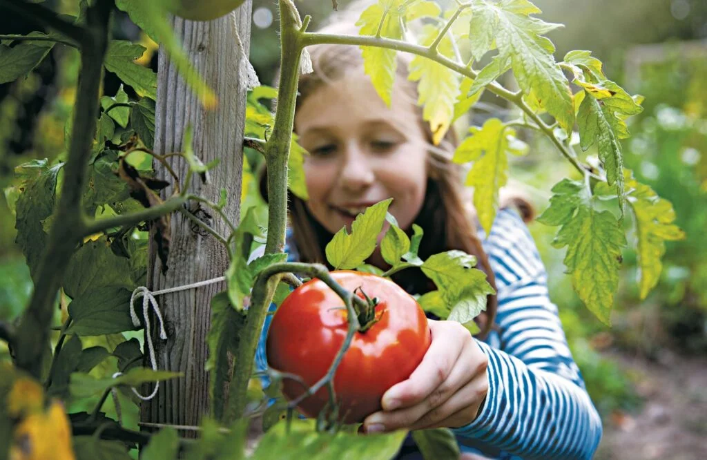 When Plant Tomatoes Seattle