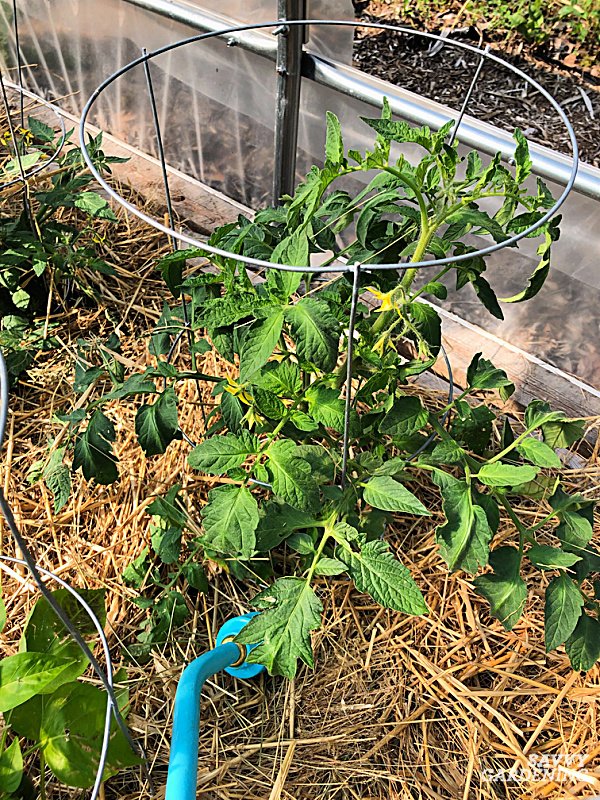 When Should I Water My Tomato Plants? When Should I Water My Tomato Plants?